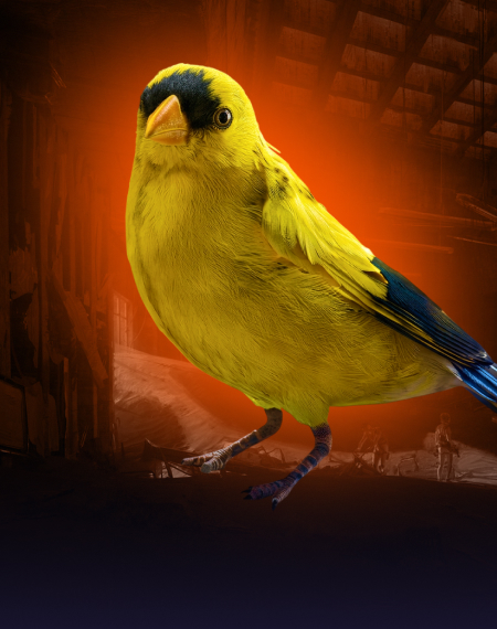 Avian Alarm Project